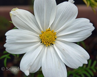 White Cosmos Flower Photograph