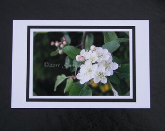 Photo Greeting Card, White and Pink Apple Blossom, Blank Inside