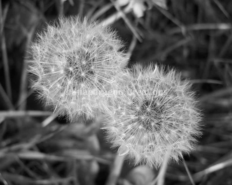 Fluffy Dandelion Seed Heads Black and White Photograph