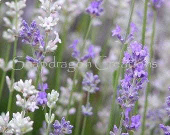 Lavender Blooms Closeup Color Photograph