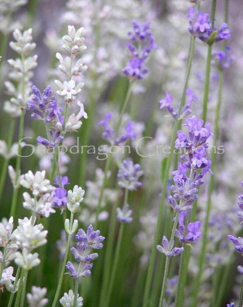 Lavender Blooms Closeup Color Photograph image 1