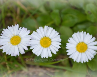 Little Daisies color photograph