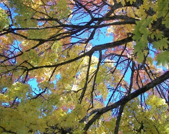 Yellow Fall Autumn Leaves against a Blue Sky Photograph