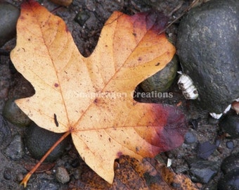 Orange Leaf on Beach Photograph