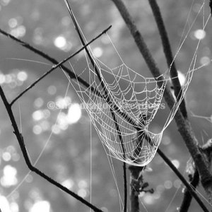 Dewy Web Black & White Photograph