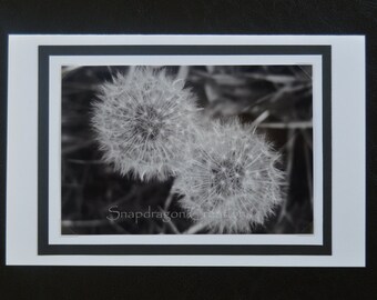 Photo Greeting Card, Dandelions in Black & White, Blank Inside