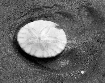 Sand Dollar sur la plage Photographie noir et blanc