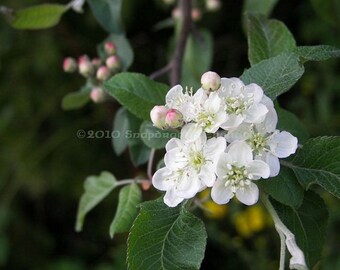 Apple Blossom Floral 8x10 Color Photograph