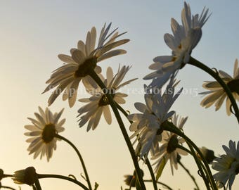 White Daisies at Dusk Photograph