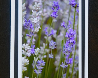 Photo Greeting Card, Lavender Flowers, Blank Inside