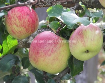 Apples on the Tree Photograph