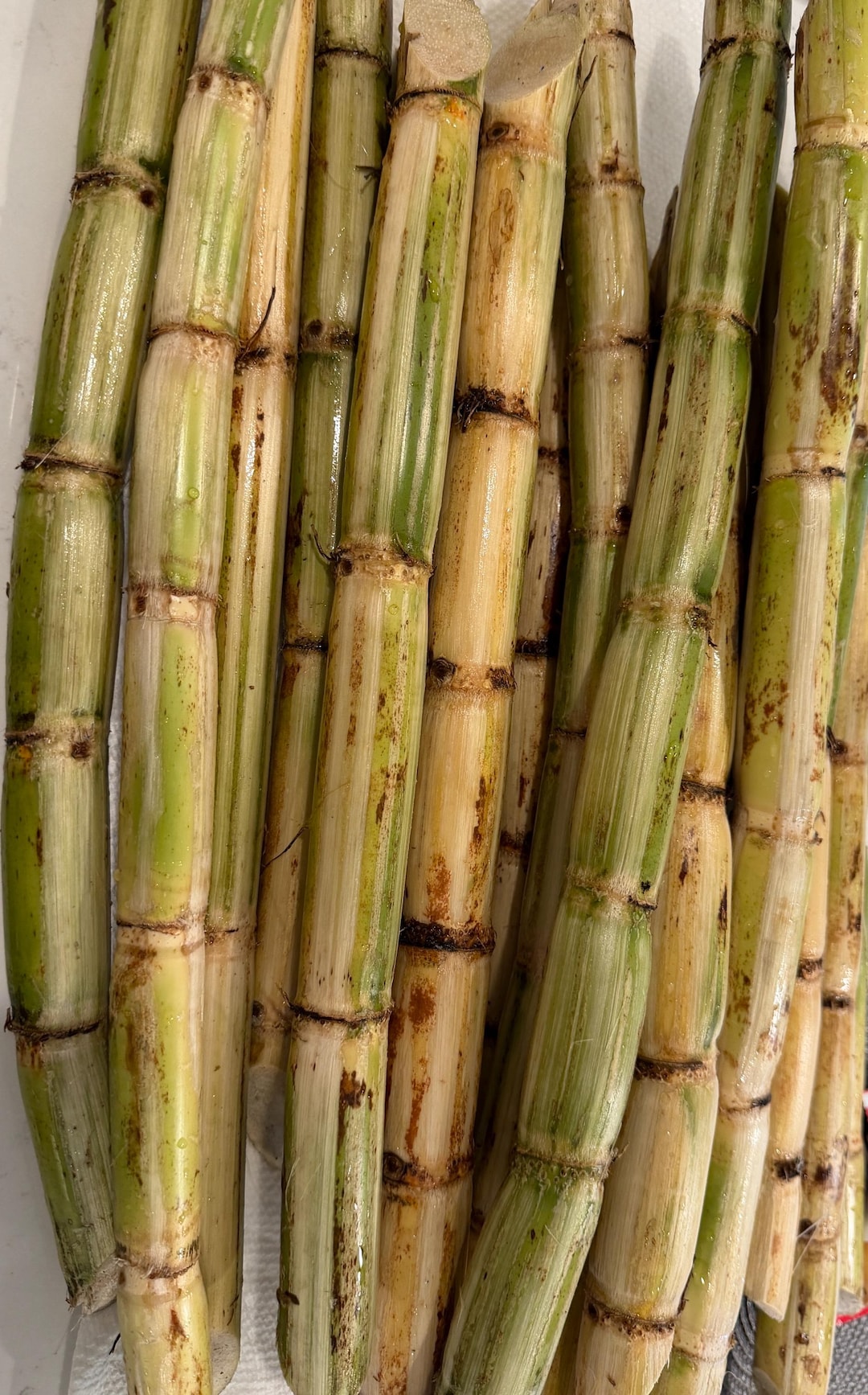15 Fresh Green Peeled Sugar Cane Cuttings (6–9”) for Planting or ...