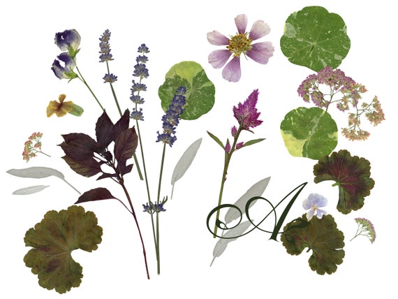 Digitales Gepresstes Blattwerk und Blumen