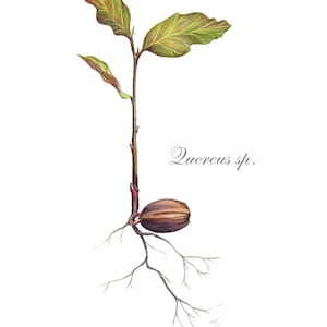 Oak seedling illustration, digital