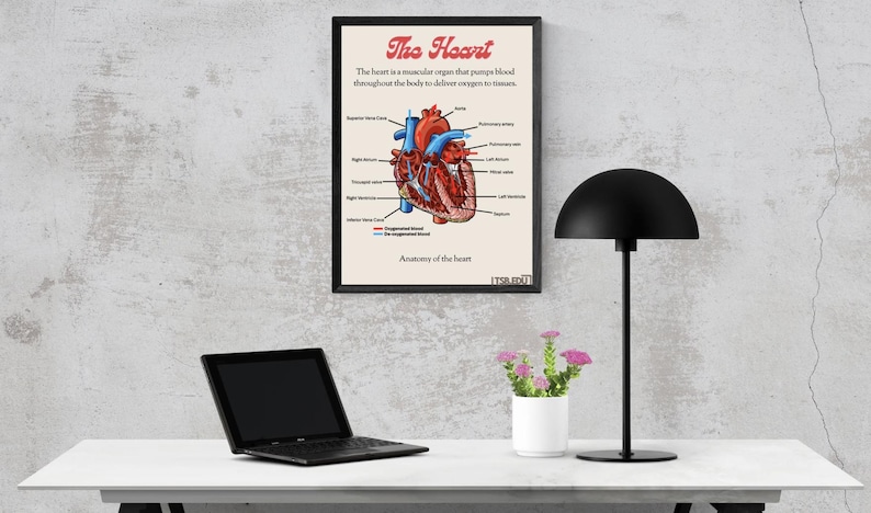 The Science Behind: the Heart - Human Body Organ Poster | KS3/KS4 ...