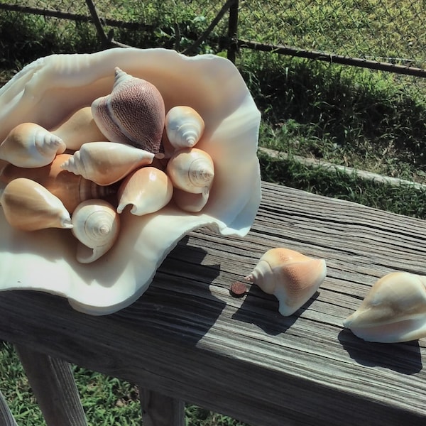 Canarium Strombus Dog Conch Canary Shell Tan Spiral Arts Crafts Rosebud Seashell Rose Flowers DIY Home Decor Supplies Marine Sea Snail