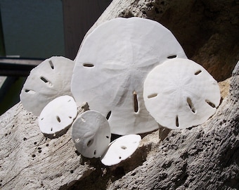 real miniature sand dollars tiny extra small 4 sizes under etsy