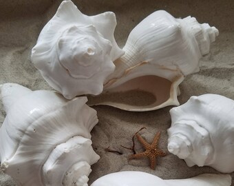 Big White Vole Conch Shells 3-4" Beach Wedding DIY Arrangement Centerpiece Hermit Crabs Coastal Home Decor Air Plant Succulent Planter