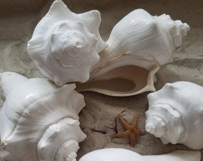Big White Vole Conch Shells 3-4 Beach Wedding DIY Arrangement ...