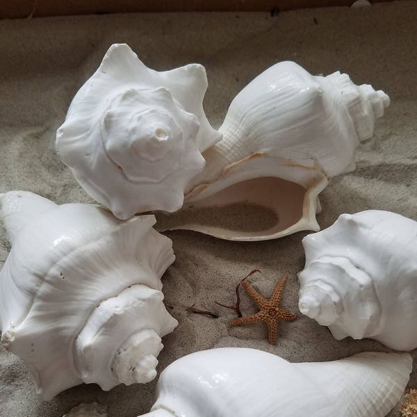 Big White Vole Conch Shells 3-4" Beach Wedding DIY Arrangement Centerpiece Hermit Crabs Coastal Home Decor Air Plant Succulent Planter