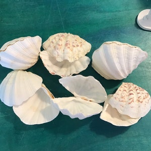 China Clam Pairs Shells Clams Seashells Set Halves Half DIY Ring Bearer Pillow Soap Jewelry Candle Holder Dish Nautical Beach Wedding