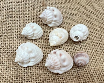 Bulk Crafting Shells Small White Ivory Seashells Cornballs Nassa NASSARIUS Arcularis Supplies DIY Arts & Crafts Home Decor Collections