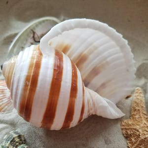 May include: A large, white and brown seashell with a spiral pattern. The shell is open and has a delicate, frilled edge. The shell is sitting on a bed of sand.