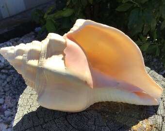 West Indies Chank Shell Conch Seashell 2 Sizes Pale Cream Coloring Perfect for Air Plants Coastal Home Decor Jar Shelf Sitter Beach Weddings