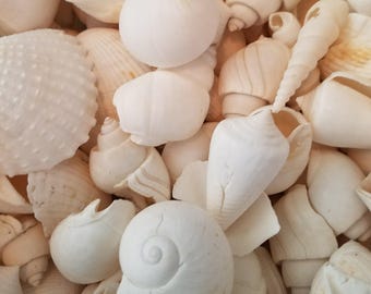 Bulk Pack White Seashell Mix by pound Sun Bleached Pearl Sea Shells Beach Weddings Crafting DIY Art Centerpieces Frames Mirrors