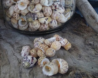 Bleeding Tooth Sea Shells Seashell Supplies Supply Crafting Decorating Jar Filler Spotted Pattern Nerita Red Yellow Brown Natural Round DIY