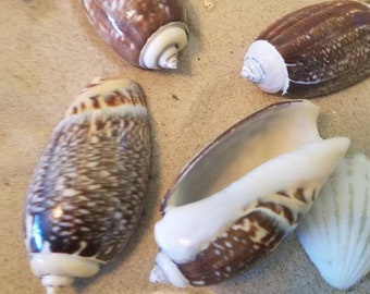Indian Pacific Large Olive Gibbosa Shells Seashells Coastal Decor Beach Weddings Ocean Jar Fillers DIY Mirrors Frames Art Crafts