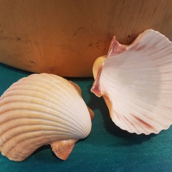 Mexican Deep Scallop 2-3" Seashell Shells Cup Style Dish Bowl Candle Holder Coastal Decor Arts Crafts DIY Mermaid Bra Top Ring Beach Wedding