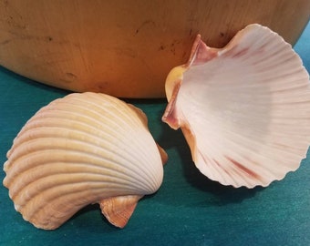 Mexican Deep Scallop 2-3" Seashell Shells Cup Style Dish Bowl Candle Holder Coastal Decor Arts Crafts DIY Mermaid Bra Top Ring Beach Wedding