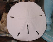 Extra Large Sand Dollar Shells Keyhole Coastal Beach Decorating Decor DIY Crafts Ornaments Weddings Art Projects XL Big Size Mermaid Money