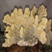 Mom Gardiner reviewed Vintage Green Fire Slab Coral Authentic Barnacle Coastal Style Display Antique Rock Fossil Beach Living Home Office Aquarium Decor Ocean