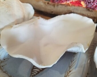 mini giant clams etsy