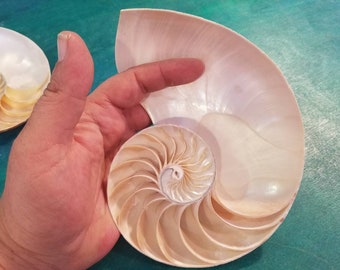 Nautilus Shell Etsy