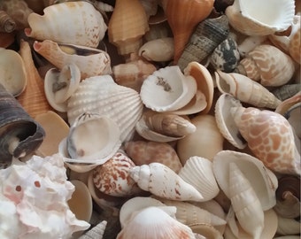 Assortment Lot Natural Seashell Mix Bundle by pound Nature's Own Sea Shells Beach Weddings Crafting DIY Decorating Jar Fillers