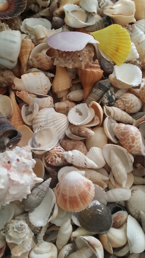 Lot of 20 Spiral & Flat Seashells Collectable Shells for Crafts, Art,  Decoration