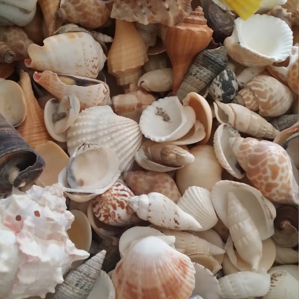 Assortment Lot Natural Seashell Mix Bundle by pound Nature's Own Sea Shells Beach Weddings Crafting DIY Decorating Jar Fillers