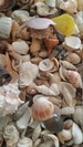 Assortment Lot Natural Seashell Mix Bundle by pound Nature's Own Sea Shells Beach Weddings Crafting DIY Decorating Jar Fillers 