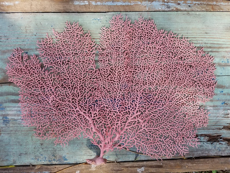 Natural Dried Sea Fan Coral Hand Painted Metallic Gold Silver Etsy