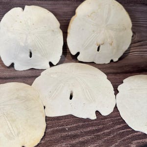 Loose Arrowhead Sand Dollar *Dirty* with Rough or Broken Edges