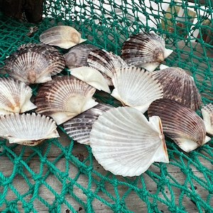 Assorted White and Black Scallop Shells