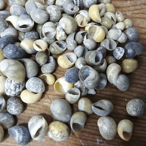 Mongo (Smaragdia Rangiana) Shell