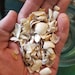 Shell Bits & Pieces Shards Beach Sand Tiny Little Shells for DIY Crafts ...