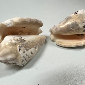 May include: Two seashells with a white and brown mottled pattern. The shells are open and show the inside of the shell, which is a light pink color.