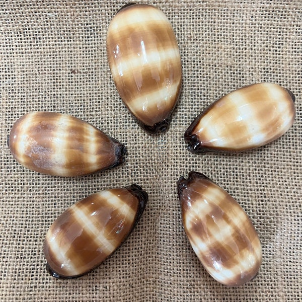 Chocolate Banded Cowrie 2-2.5" Talparia Talpa Cowry Mollusk Sea Ocean Beach Banded Stripped Brown Tan Cream Display Craft DIY Garden Snail