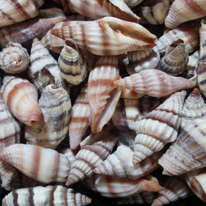 May include: A collection of seashells with brown and white stripes. The shells are arranged in a pile, with some overlapping. The shells are all different sizes and shapes.