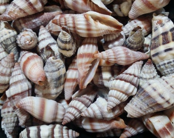 Mixed Bulk Mitra Miter Mitre Shells Pointed Spiral Topped Top Seashells w/ brown orange rust colorful markings patterns Beach Crafts Art DIY